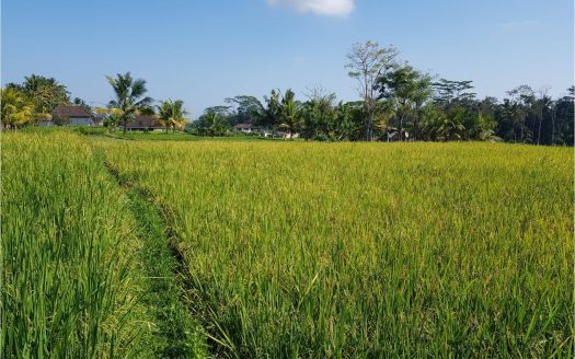 ubud land with view