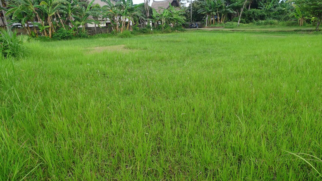 beach land close to lovina