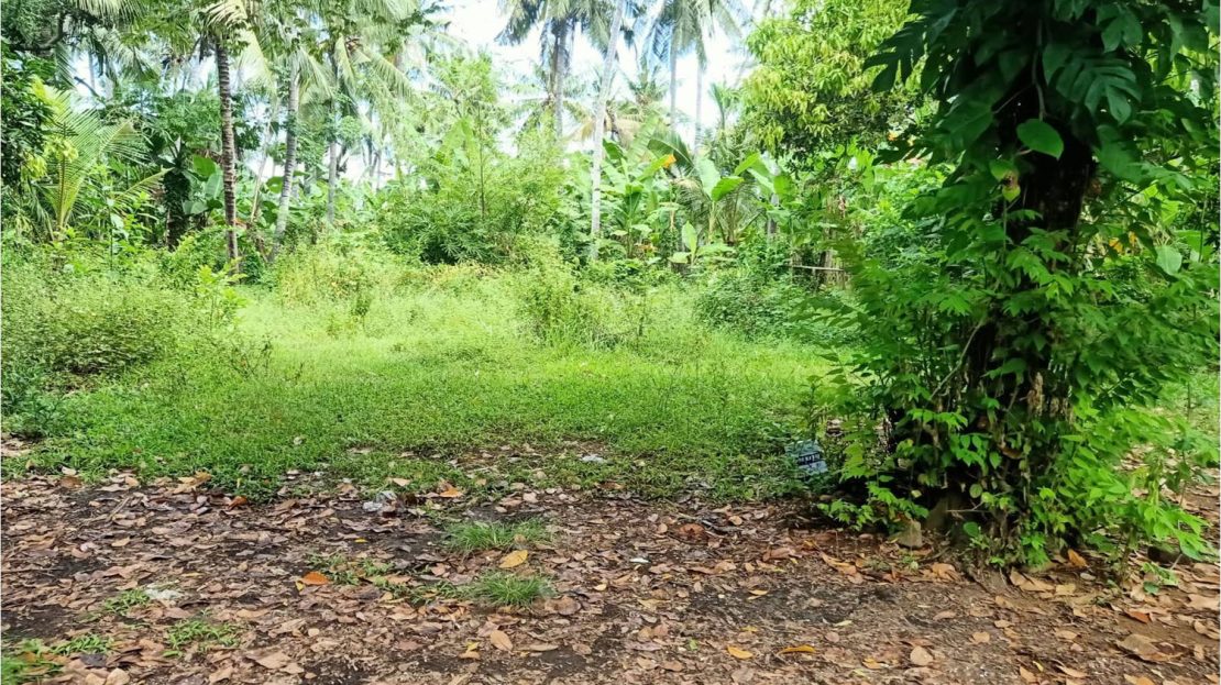 North Bali Lovina land