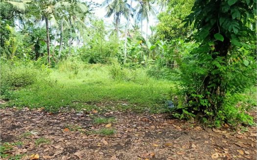 North Bali Lovina land