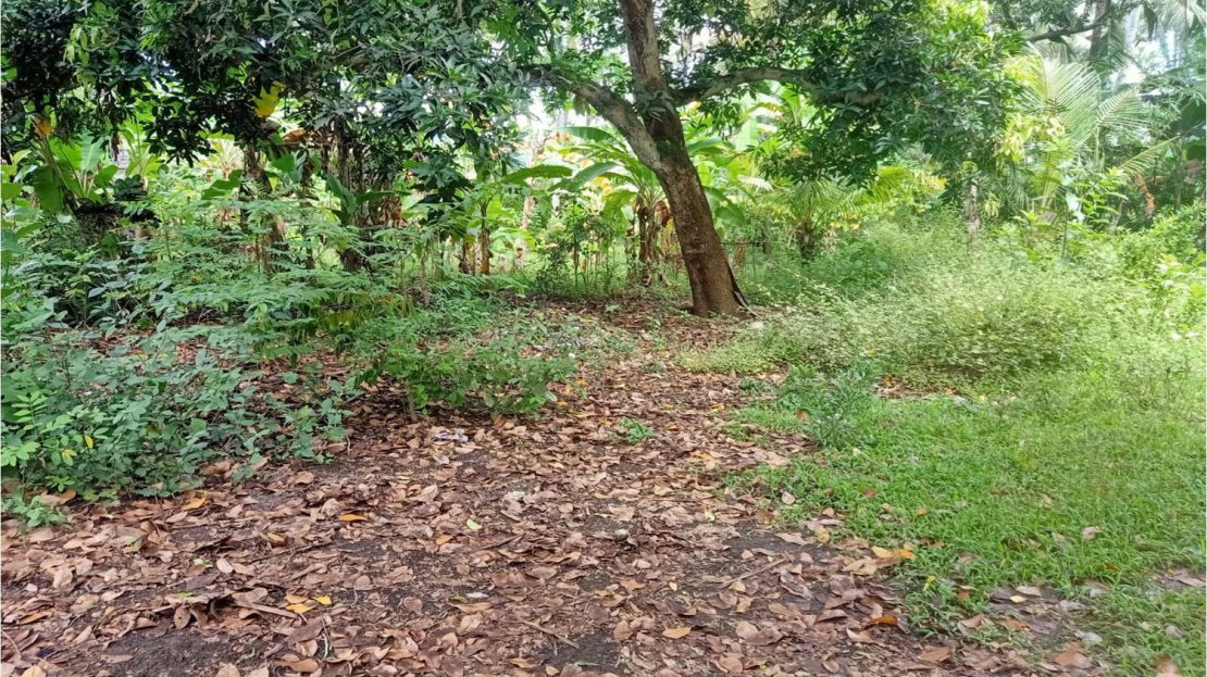 North Bali Lovina land for sale