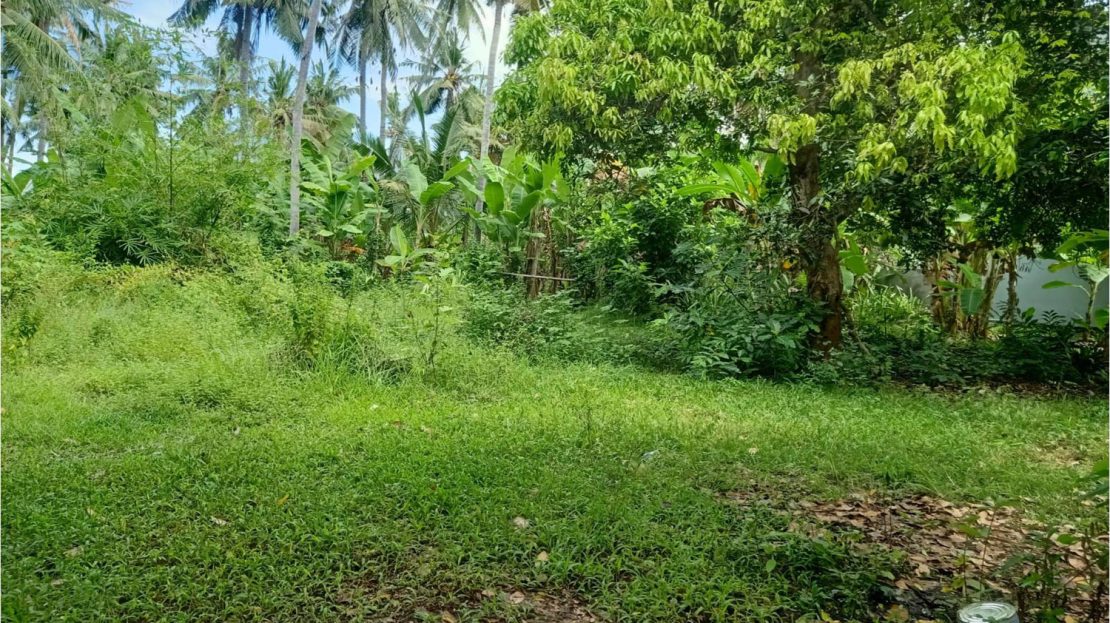 North Bali Lovina land