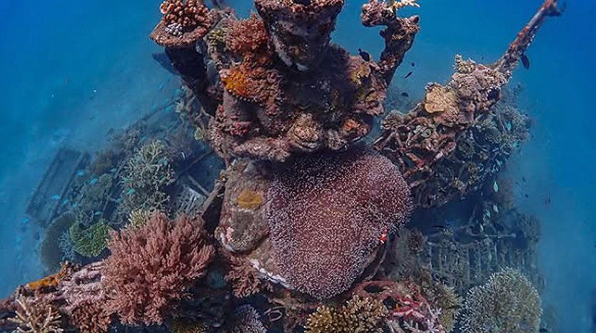 North Bali Marine Ecosysteme